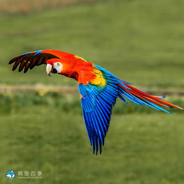 五彩金刚鹦鹉-14