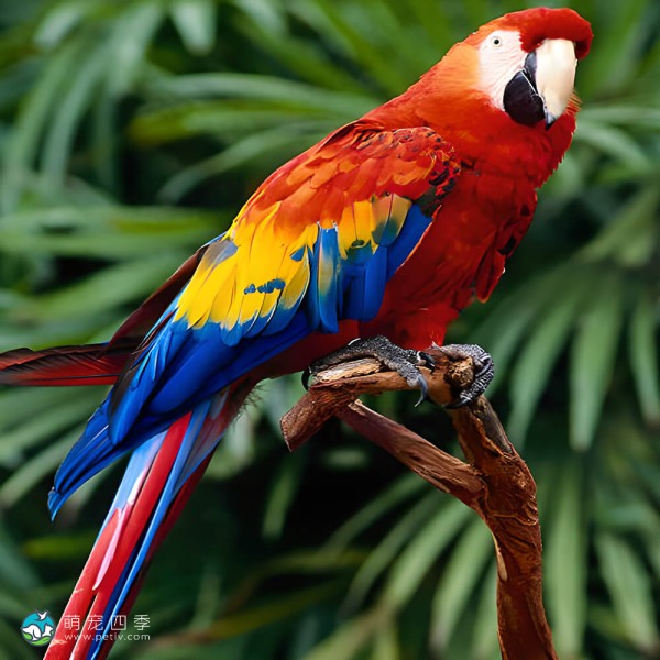 五彩金刚鹦鹉-15