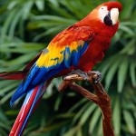 五彩金刚鹦鹉-缩略图-15