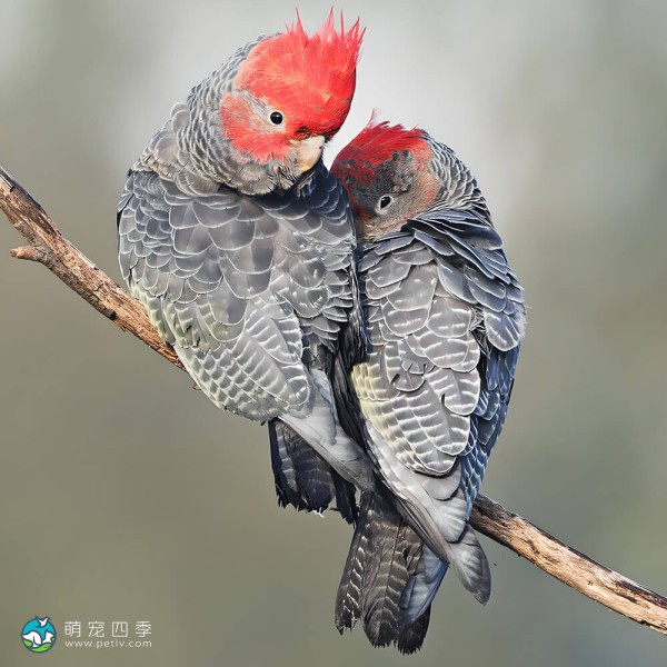 红冠凤头鹦鹉-1