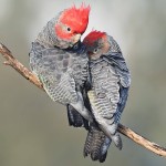 红冠凤头鹦鹉-缩略图-1