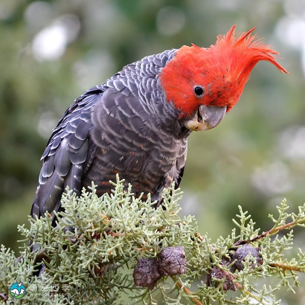 红冠凤头鹦鹉-2