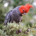 红冠凤头鹦鹉-缩略图-2