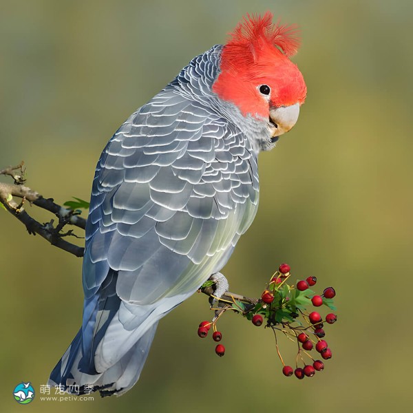 红冠凤头鹦鹉-3