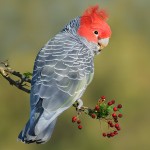 红冠凤头鹦鹉-缩略图-3