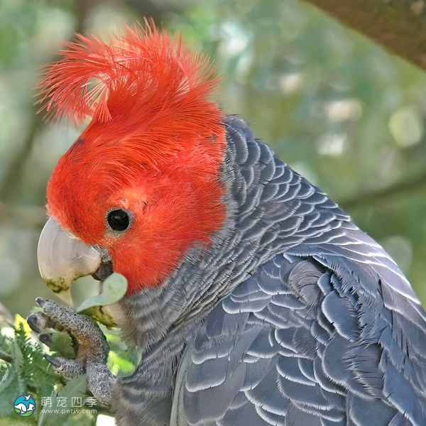 红冠凤头鹦鹉-4