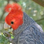 红冠凤头鹦鹉-缩略图-4