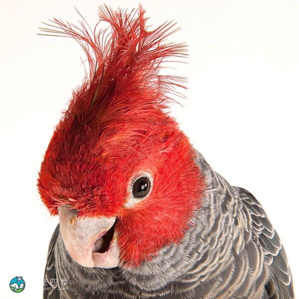 红冠凤头鹦鹉-5