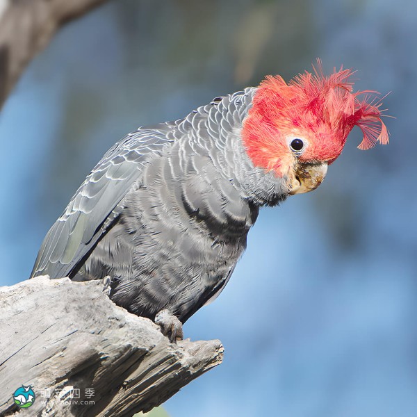 红冠凤头鹦鹉-6