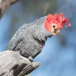 红冠凤头鹦鹉-缩略图-6