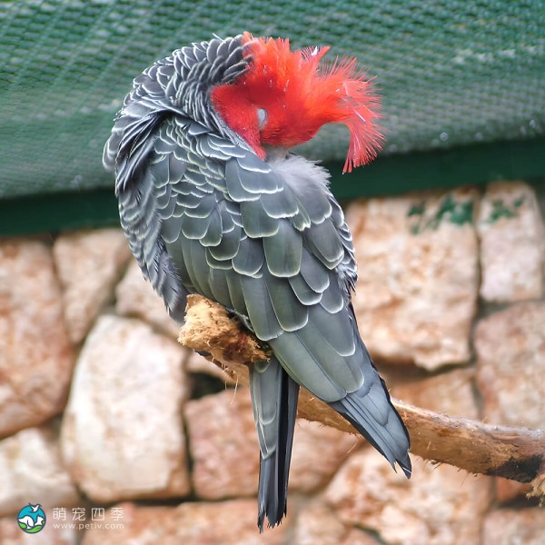 红冠凤头鹦鹉-7
