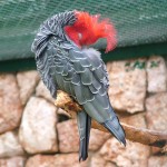 红冠凤头鹦鹉-缩略图-7