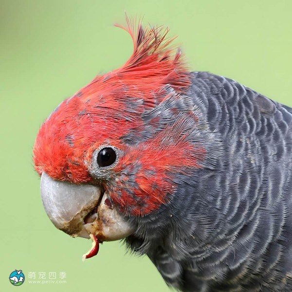 红冠凤头鹦鹉-8