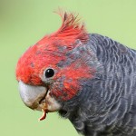 红冠凤头鹦鹉-缩略图-8