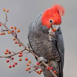 红冠凤头鹦鹉-缩略图-9