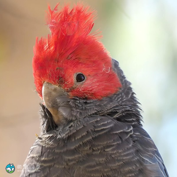 红冠凤头鹦鹉-10