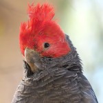 红冠凤头鹦鹉-缩略图-10