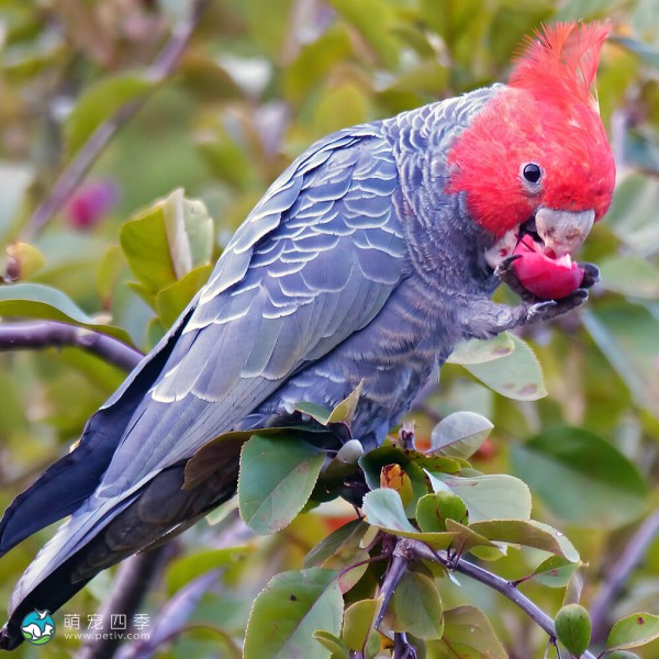红冠凤头鹦鹉-11