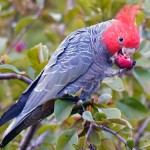 红冠凤头鹦鹉-缩略图-11