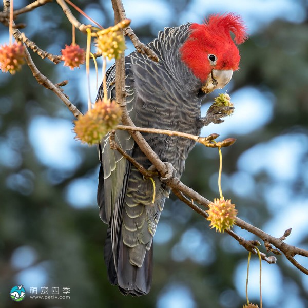 红冠凤头鹦鹉-12