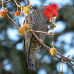 红冠凤头鹦鹉-缩略图-12