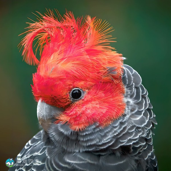 红冠凤头鹦鹉-13