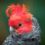 红冠凤头鹦鹉-缩略图-13