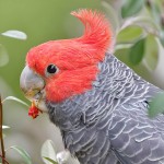 红冠凤头鹦鹉-缩略图-14