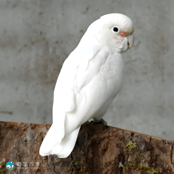 戈芬氏凤头鹦鹉-1