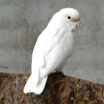 戈芬氏凤头鹦鹉-缩略图-1