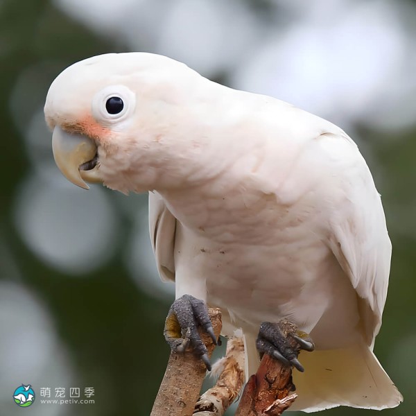 戈芬氏凤头鹦鹉-2