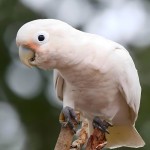 戈芬氏凤头鹦鹉-缩略图-2