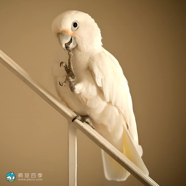 戈芬氏凤头鹦鹉-3