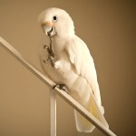 戈芬氏凤头鹦鹉-缩略图-3