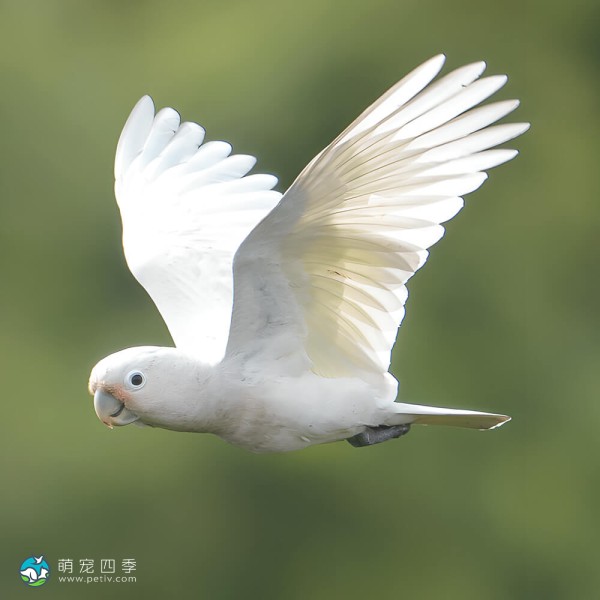 戈芬氏凤头鹦鹉-4