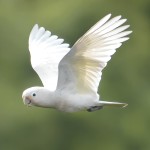 戈芬氏凤头鹦鹉-缩略图-4