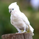 戈芬氏凤头鹦鹉-缩略图-5