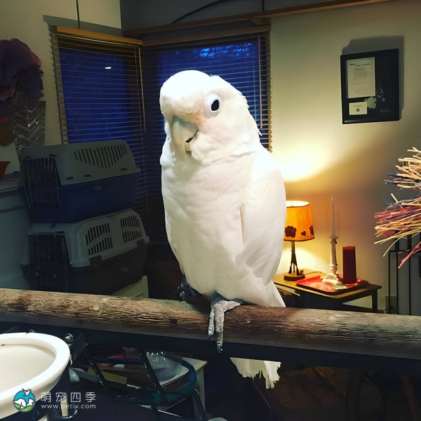 戈芬氏凤头鹦鹉-6