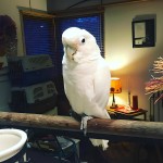 戈芬氏凤头鹦鹉-缩略图-6