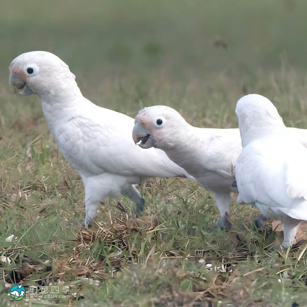 戈芬氏凤头鹦鹉-7