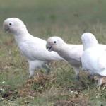 戈芬氏凤头鹦鹉-缩略图-7