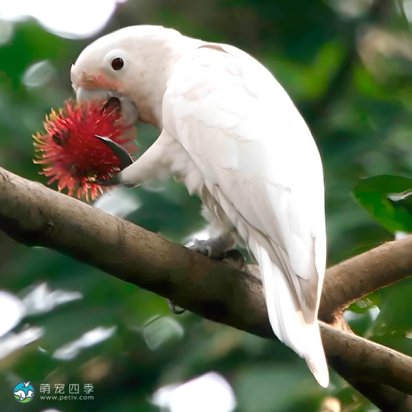 戈芬氏凤头鹦鹉-8