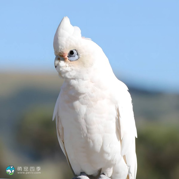 戈芬氏凤头鹦鹉-9