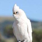 戈芬氏凤头鹦鹉-缩略图-9