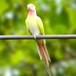 公主鹦鹉-缩略图-1