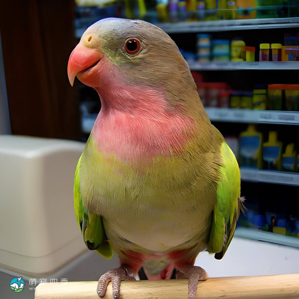 公主鹦鹉-3
