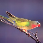 公主鹦鹉-缩略图-4