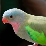 公主鹦鹉-缩略图-6