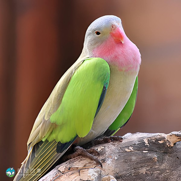 公主鹦鹉-7