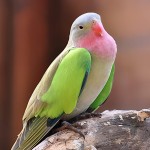 公主鹦鹉-缩略图-7